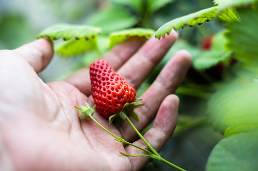 Close up of a fresh raspberry on a finger tip. Raspberries are full of vitamins, especially when eaten fresh.
