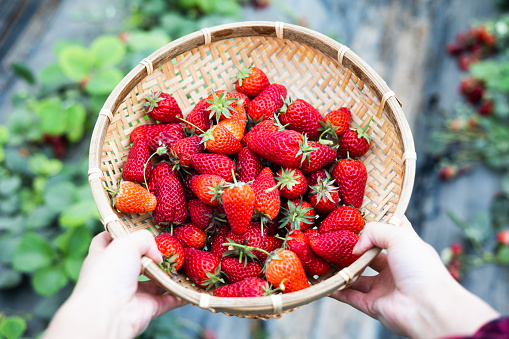 Hand holding organic strawberries in bucket