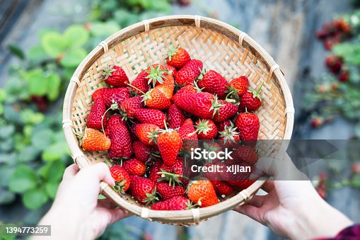 istock Hand holding organic strawberries in bucket 1394773259