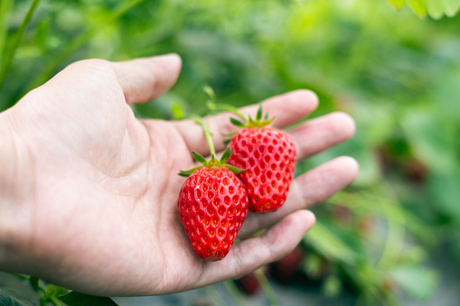 Hand picking strawberries