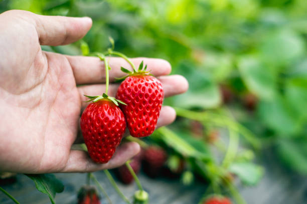 istock Farmer's hands holding organic strawberries 1394773300