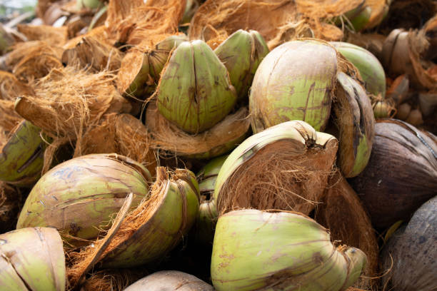 istock coconut husks of peeled coconut left as fertilizer 1394774603