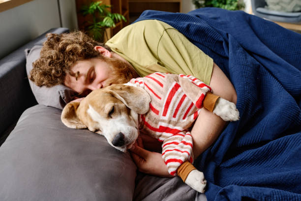 istock Beagle dog sleep with his owner in bed 1394774773
