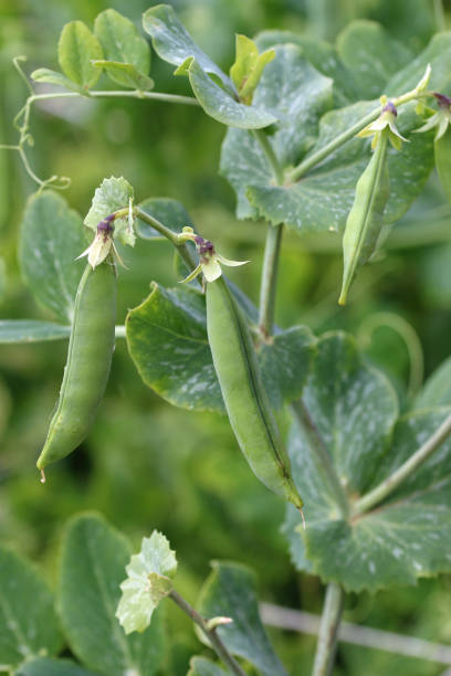 Ripe pea pods on a vine