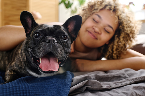 Portrait of cute french dog looking at camera lying on bed together with his owner in background