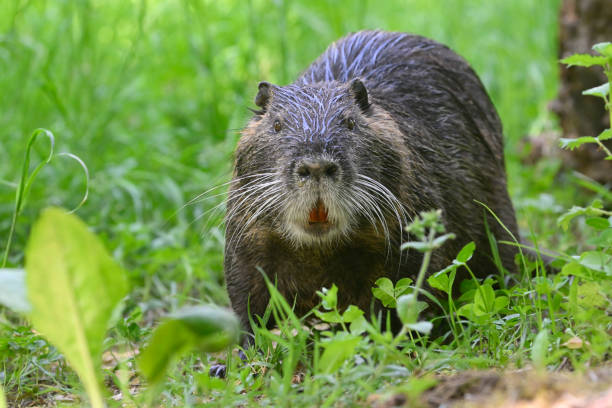 Nutria (Myocastor coypus) Nutria (Myocastor coypus) ondatra zibethicus stock pictures, royalty-free photos & images