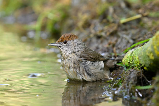 istock female Blackcap washing (Sylvia atricapilla) 1394778175