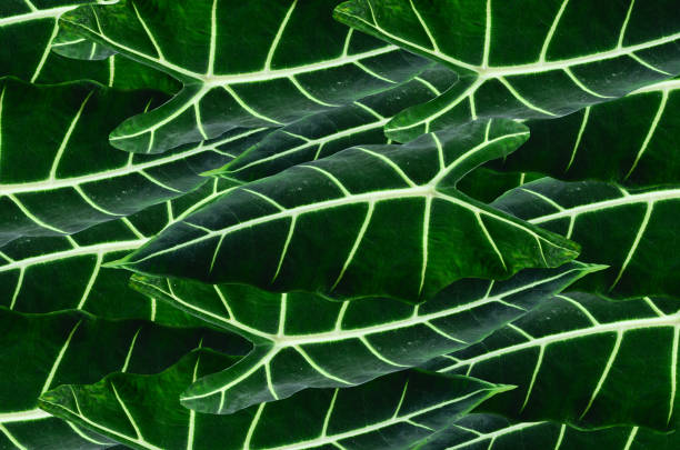 Macro close up of green leaf