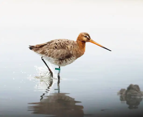 Photo of Black Tailed Godwit (Limosa limosa) wading