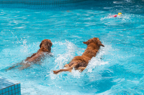 istock Two golden retrievers play in the pool 1394781182