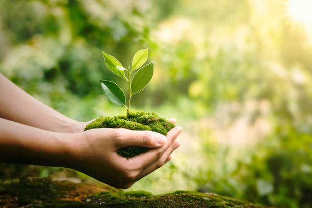 planta de mano que crece sobre fondo verde con sol - environment fotografías e imágenes de stock