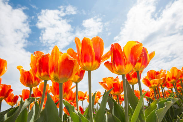 istock Low angle view of tulips at the flower field 1394782247