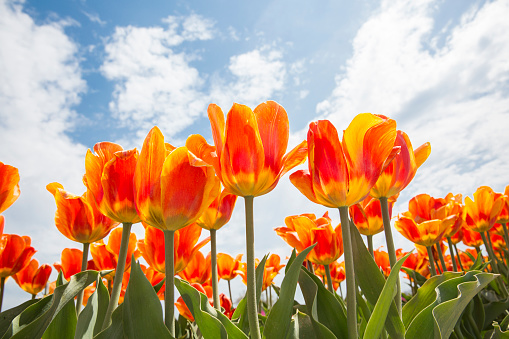 Low angle view of tulips at the flower field