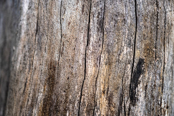 istock Old wood natural background. European (Common) beech, fagus sylvatica. 1394783077
