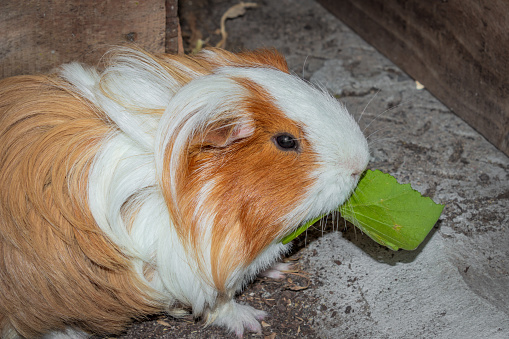 Domestic brown and white sheltie guinea pigs (Cavia porcellus) eating, Cape Town, South Africa