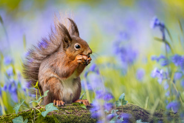 istock Red squirrel with hazelnut in the bluebells 1394784504