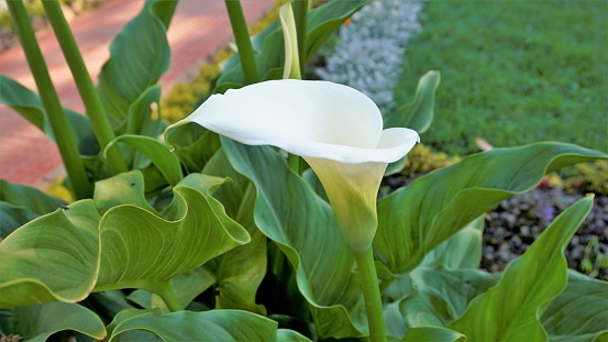 Beautiful white flowers of Zantedeschia aethiopica also known as calla lily. Spotted in Ooty botanical gardens