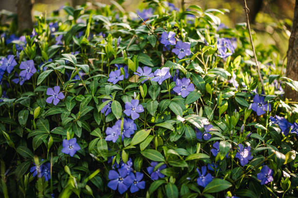 Vinca minor lesser periwinkle ornamental flowers in bloom
