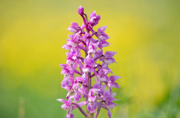 Close up of an early purple orchid (orchis mascula) flower covered in dew