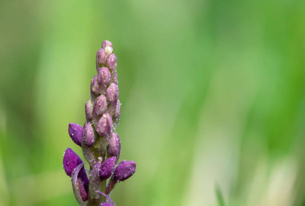 Close up of an early purple orchid (orchis mascula) flower emerging into bloom