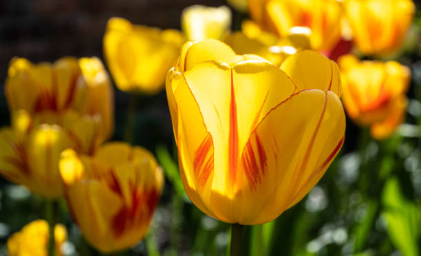 istock Yellow springtime garden Tulip 1394786814