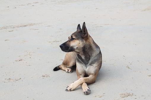 dog on the beach in thailand