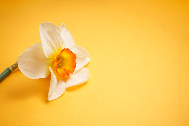 Yellow daffodil flower on a orange background, place for text, top view.