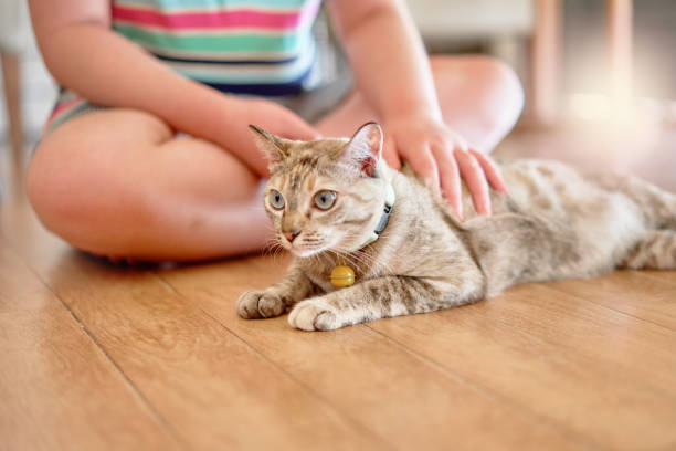 human pet cat on floor stock photo