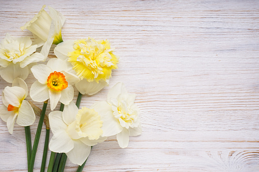 Daffodil flowers on a wooden light background, place for text, top view.