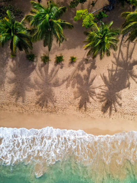 istock View of a palm tree on a beach in Guadeloupe 1394789184