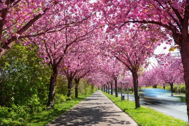 beautiful pink flowering cherry tree avenue in  Holzweg, Magdeburg, Saxony-Anhalt, Germany,  footpath under sunny arch of cherry blossoms