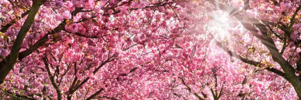 under beautiful flowering cherry trees in sunshine, view from below aginst bright pink cherry blossom, selective focus