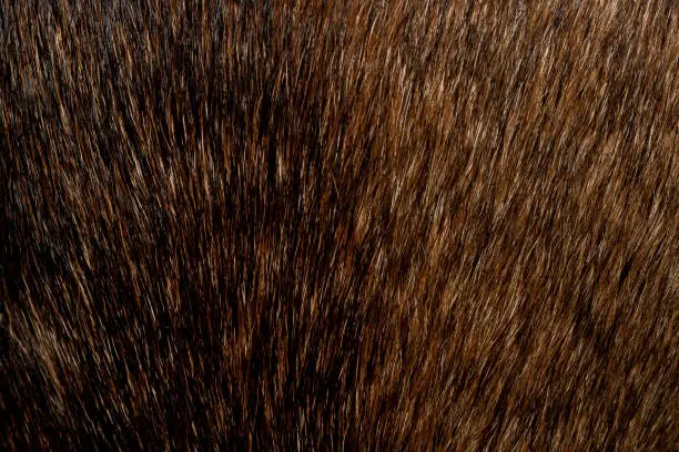 Photo of close up black and brown dog skin for texture and pattern.