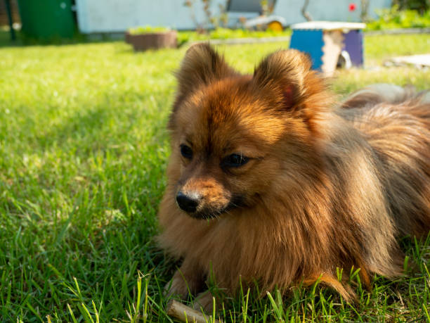istock Red haired spitz dog on green grass. 1394790407