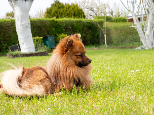 istock Red haired spitz dog on green grass. 1394790441
