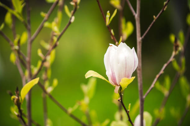 nadeszła wiosna - plant white magnolia tulip tree zdjęcia i obrazy z banku zdjęć