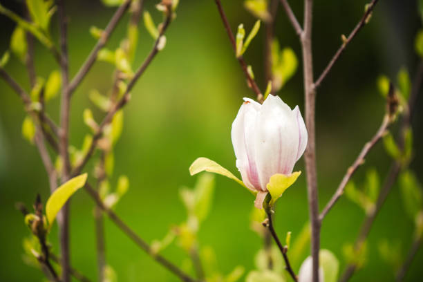 spring is here - plant white magnolia tulip tree imagens e fotografias de stock