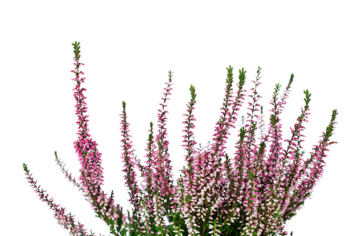 Heather with pink flowers