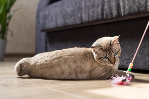 tabby cat lying on floor and playing with feather toy. training the cat. selective focus
