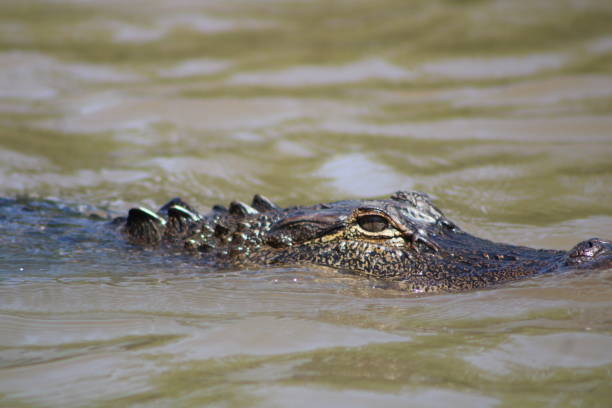 istock Alligator Swimming In The Pearl River 1394791797