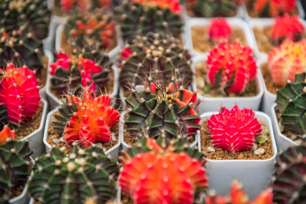 istock Colorful cactus plants on pots at farm 1394792138