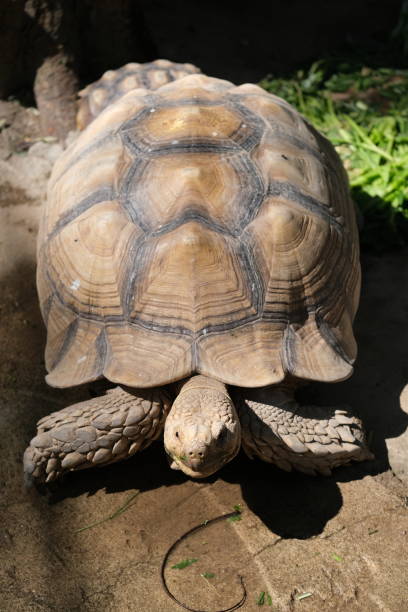istock Giant turtle in a sunshine 1394793003