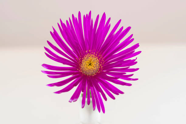 Close-up of a ficoide flower in a vase