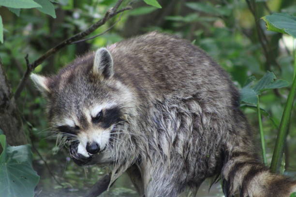 istock Raccoon On a River Bank 1394793387