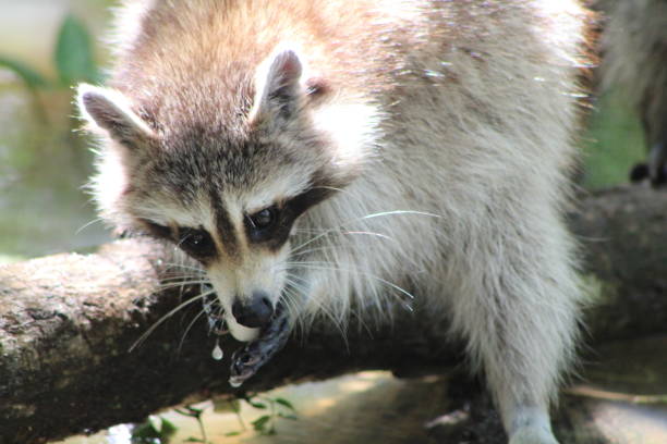 Raccoon on the Beaver Dam