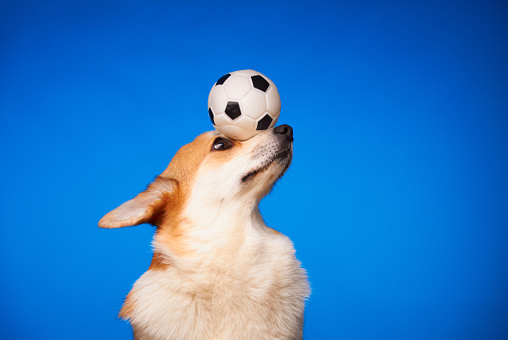 Cute Welsh Corgi Pembroke dog holding a soccer ball on his head against a blue background. The dog shows the trick. Training. Billboard.