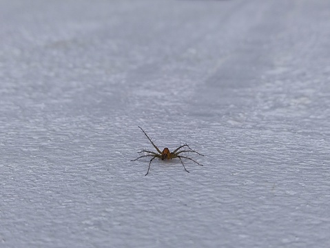 This is a new spider type I encountered first time, found it crawling up in the wall. It has more than 2 color for a catchy appearance. It also jumps swiftly and longer. It's limbs have long and evenly spread delicate hair structure probably for it's easy climbing and for defense mechanism.
