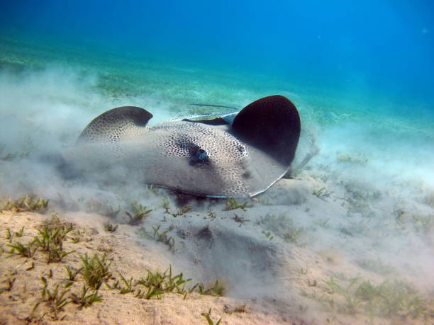istock Beautiful fish on the Red Sea reef. 1394796860