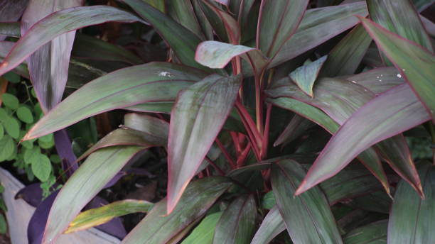 istock green leafy plant with red stems, 1394797175
