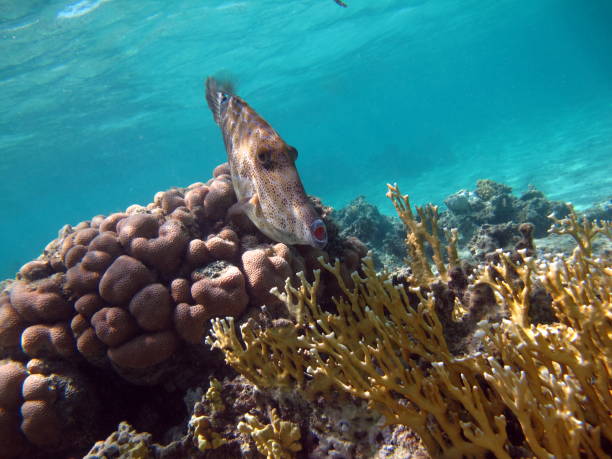 istock Beautiful fish on the Red Sea reef. 1394797353
